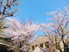 快晴！「遅くなったお花見」