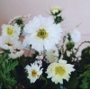 【桜、桜、コスモス！】 JANSON Geishaと DURAN Coff Discover Classic Japanese Rock with Osaka's Finest