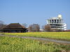 「福島潟菜の花情報（2020年3月19日現在）」