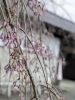 枝垂れ桜「桜まつり協力金の徴収開始＆開花情報（3月30日現在）」