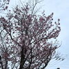 桜写真❸「桜、咲きました！」