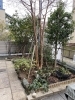 施工前「庭の植栽リフォーム。横浜市磯子区、金沢区、植木、造園のご相談は庭一。」