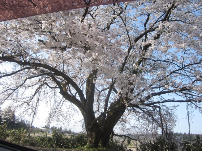 「満開の桜のもとへ「お花見ドライブ」♪」