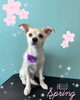「可愛い子ちゃん♡ Dog salon mofu mofu余市町」