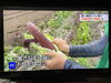 今夏も絶好調赤いスイートコーン『大和ルージュ』🌽「☆カラフル野菜の小山農園、NHK『ニュース7』無事にオンエア📺☆」