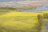 福島潟菜の花情報 年4月15日現在 水の公園福島潟 水の駅 ビュー福島潟 のニュース まいぷれ 新潟市