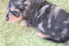「ミニチュアダックス子犬情報」