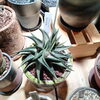 花がビヨ～ンと伸びてきたハオルシア「暖かくなってきたので植物を育てよう！802PLANTS SHOP　八王子 お部屋のインテリアに　インテリアグリーン　さぼてん　アガベ　塊根　おしゃれな植物　そろってます　鉢　もあります。　珍奇植物　」