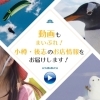 動画もまいぷれ！小樽・後志のお店情報を届けします！