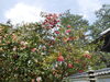 「【速報】御香宮のおそらく椿、散り始め　今年見るなら今すぐ！」