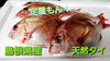 【定置もん！】島根県産天然タイ「○本日のお刺身○【定置もん！】【島根県産ヒラマサ、天然タイ】」