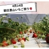 筑波山の麓、やさとでいちごがりを楽しもう♪