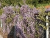 「フジの花が満開」