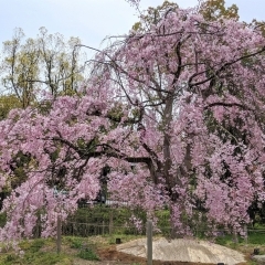 あおくすの庭　ゆっくり桜を楽しむための穴場スポットNo.13