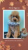 「Dog salon mofu mofu　余市町」