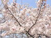 「【西条市 丹原町久妙寺】久妙寺の桜が見頃になっています！」