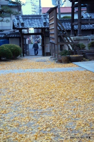 「【編集部日記】今年も難宗寺さんの公孫樹のじゅうたんを撮ってきました」