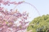 川津桜 江戸川区内で河津桜が見れるスポット4選 | みんなで作る！えどがわ公園MAP| まいぷれ[江戸川区]