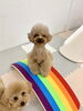 にこくん上手「ましゅまろ幼稚園🐶」