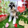 シュナウザー　カット「🐶トイプードル、チワマル、シュナウザー、トリミングのお友達🍓」