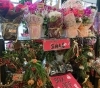 セールはじまっています！「【はなやHOK皆生店】新色です！」