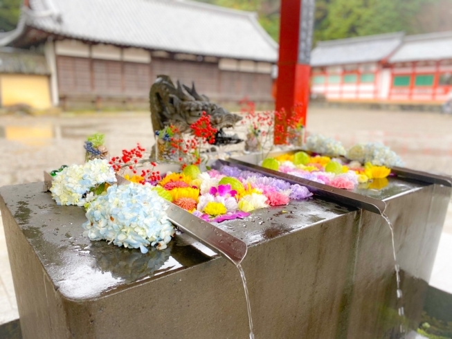 インスタ映え間違えなし 水面に広がる華麗な 花手水 を見に行ってきました まいぷれ大垣編集部のニュース まいぷれ 大垣