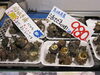 「【松葉がに】境港産 松葉がに 今シーズン一番のお買い得価格で販売中！」