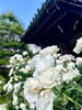 「明日6/8(土)は夜間拝観ライトアップです」