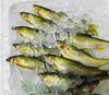 「魚魚市場鮮魚コーナーおすすめは「北海道産ほたて・和歌山県産あゆ」です♪」