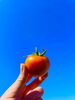 「本年も大変お世話になりました🍅✨」