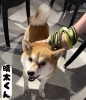 「保護犬猫団体【にくきゅうライフ】🐶🐱」