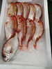 「📣本日のお魚情報🐟」