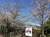 「西海橋物産館　桜情報🌸」