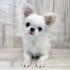 チワワ きなこちゃん【Chihuahua】 - YouTube