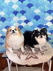 チワワの福くん🫧心くん🐳「トリミング🐶」