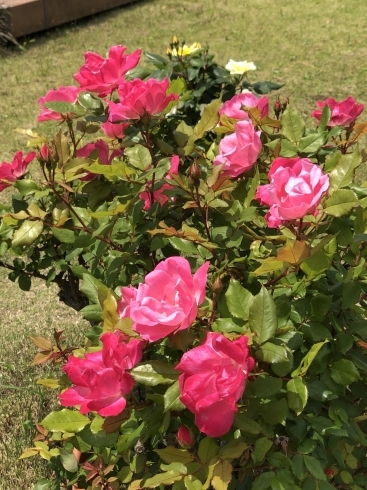 きれいなバラ咲きました！！「きれいなバラ咲きました！！【木更津市民会館の隣りにある総合住宅展示場】」