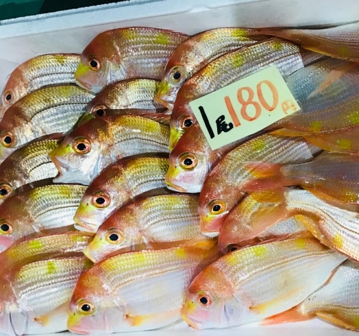 魚魚市場鮮魚コーナーおすすめ商品は ハマグリ 生カキ です 魚魚の宿のニュース まいぷれ 佐世保 魚魚市場鮮魚コーナーおすすめ商品は ハマグリ 生カキ です 魚魚の宿のニュース まいぷれ 佐世保