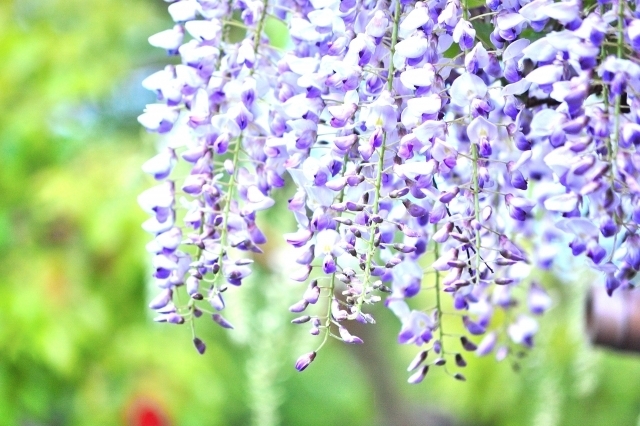 東三河 四季の花 フジ 東三河 四季の花 特集 まいぷれ 豊橋 田原 東三河 四季の花 フジ 東三河 四季の花 特集 まいぷれ 豊橋 田原