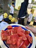 「トマト収穫🍅」