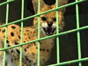 獣舎内で見せる表情はまさにハンターの顔。「表の顔と裏の顔」