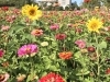 「⭐︎コスモス＆ジニア⭐︎【豊明・東郷・日進・長久手の地域情報はまいぷれでチェック！】」