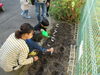 お水もしっかりあげましょう♪「SP企画「チューリップを植えよう！」がありました♪」