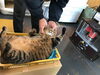 「ストーブの前のしまこ」