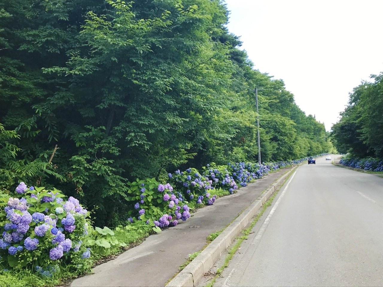雫石 あじさいロード 夏のお出かけスポット まいぷれ 盛岡 滝沢 矢巾 八幡平 雫石 雫石 あじさいロード 夏のお出かけスポット まいぷれ 盛岡 滝沢 矢巾 八幡平 雫石