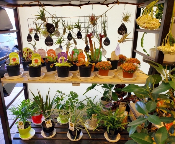 エアープランツ、食虫植物、ミニ観葉植物「今週の鉢入荷してます！」