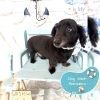 ダックス　カット「⚓️6月の営業日⚓️🐶ビションフリーゼ、ダックス、トリミングのお友達⚓️」