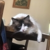 あらっ…ミント君はそこが良いんだ ごゆっくりね「愛猫のこだわりも叶えます〜シッターが伝える安心お世話の現場から」