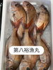 鯛「岩牡蠣は7月から販売となります」
