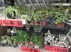「【はなやHOK皆生店】観葉植物がお得です！」