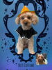 「Dog salon mofu mofu　余市町」